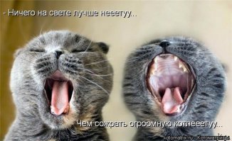 Коты, намеревающиеся съесть все новогодние сладости
