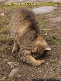 14 смешных гифок с животными, идеально отражающие этапы флирта  