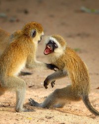 14 смешных гифок с животными, идеально отражающие этапы флирта  