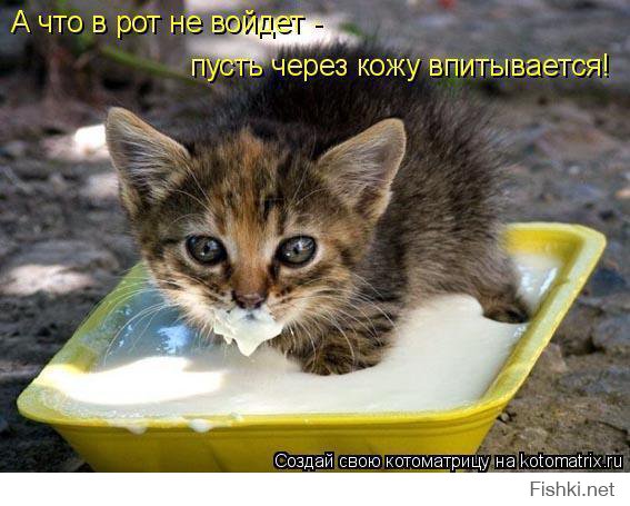 23 фотографии котиков, которые растопят ваше сердце  