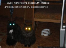 Кот, проданный вместе  с матрасом, вернулся домой