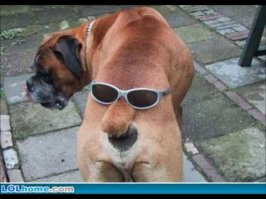 Животные после праздников