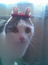 10 котов, прославившихся благодаря своему удивительному окрасу