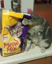 10 котов, прославившихся благодаря своему удивительному окрасу