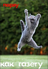 Котята приняли участие в интересной игре!