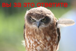 Котята приняли участие в интересной игре!