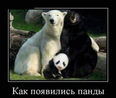 19 диких животных одетых строго по-протоколу