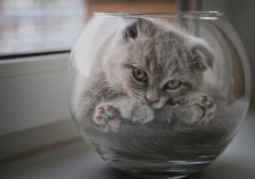 не только клавиатуры любят коты.