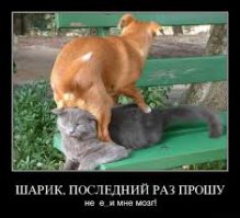 Доминируй, властвуй, унижай!