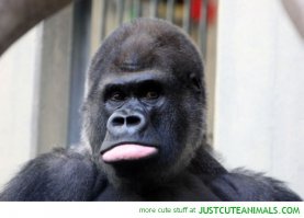 Это был не их день! 