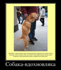 Дворник нашел этого пса, истощенного и заваленного мусором