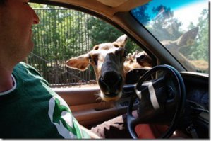 Подборка автоприколов. Часть 195