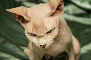 20 кошек, которым действительно нужны выходные