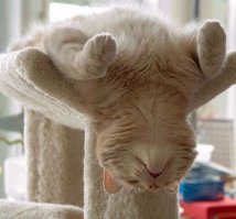 20 кошек, которым действительно нужны выходные
