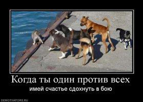 Пан или пропал: потрясающие фотографии разборок диких животных