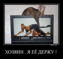 Мужчины и кошки