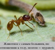 Животное? Ауеть можно!