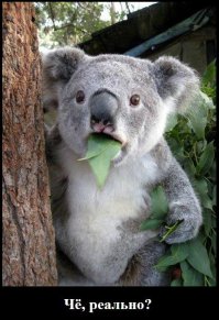  Консервированная коала из Австралии