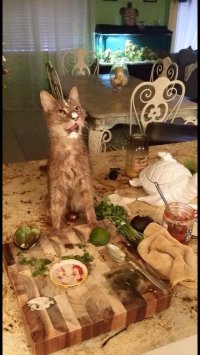 Спасибо, давно так не смеялся