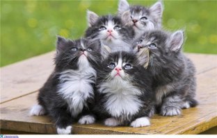 Миссия невыполнима