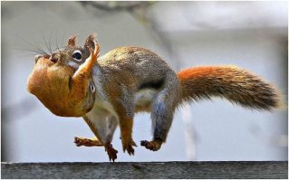 Задорные белки!