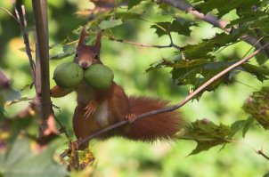 Задорные белки!