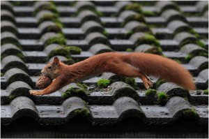 Задорные белки!