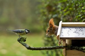 Задорные белки!