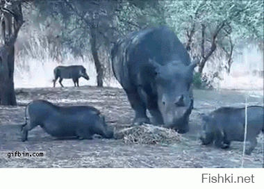 Носорог играет с кабанами :)