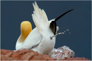 Невероятные фотографии животных Пола Никлена