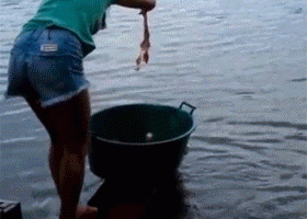 Пираньи уничтожили куски мяса за считанные секунды