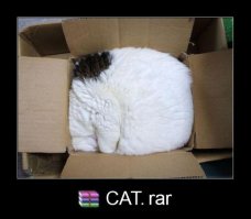 Демониваторы про котов