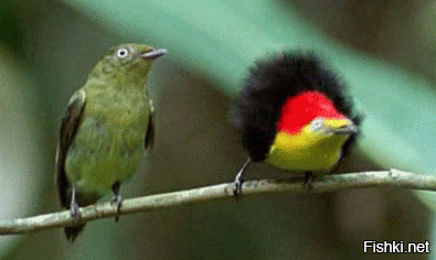 Топ-10 самых красивых птиц планеты