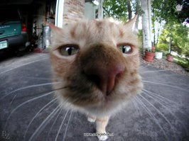 Носом в камеру