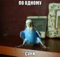 30 веселых фотографий с животными