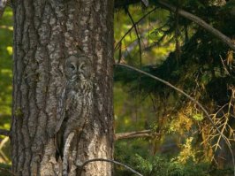 Мастера маскировки