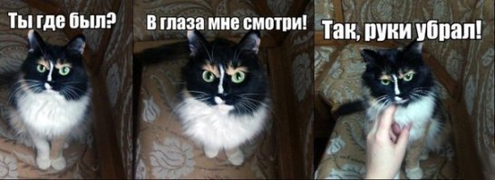 13 убедительных причин завести кошку