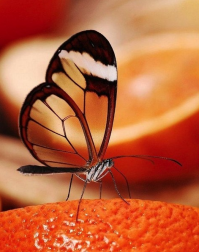 Грета Ото - бабочка со "стеклянными" крыльями.