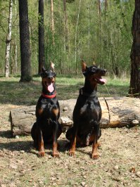 Пост of Собакен!