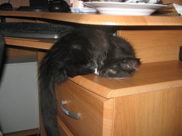 А вот моя котейка) Хлебницу пришлось поменять))