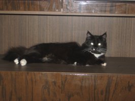 А вот моя котейка) Хлебницу пришлось поменять))