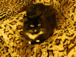 21 причина, почему мы не можем перестать любить кошек