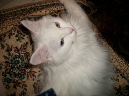 глаза на мокром месте. У нас вот был котэ, которого отдали потом знакомым.