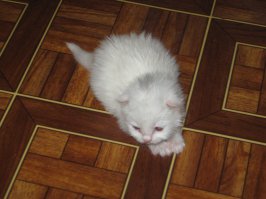 глаза на мокром месте. У нас вот был котэ, которого отдали потом знакомым.