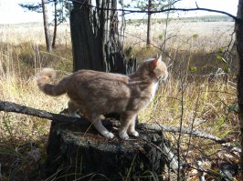 Эх, хороши котики, с такой командой никакие грызуны и ласки не страшны. А это наш Василий. Обслуживает 4 га земли, домой на 5 сек заходит, узнать на предмет чего-н уж очень вкусненького, и тут же назад, на охоту, спит на бане, даже в - 30, когда -45 было, пришлось его с боем в доме на ночь оставлять, все порывался на волю. Надо еще котеек заводить, один всех мышей не успевает перелавливать, землероек не ест, давит просто.