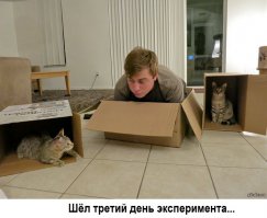 Биологи объяснили любовь кошек к коробкам