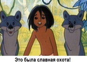  Волк утащил собаку прямо с цепи 