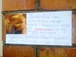 сфоткал перед Новым Годом