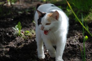 Соседская киса с дачи, живет там круглый год, почти дикая. Жрет все - от шашлыка до огурцов. Шашлык оттяпывает вместе с пальцами.