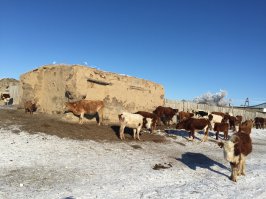 А вот Астрахань
Вторая фотка с Казахстана село в Атырауской области